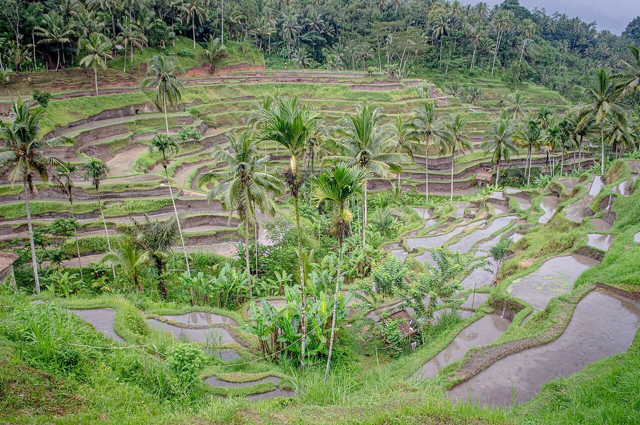 LUKS VILLA PAKETI BALI 7 Gece 8 Gün — fotoğraf 1